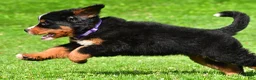 Bernese Mountain Dog dogs for sale: Nora - Ad 6