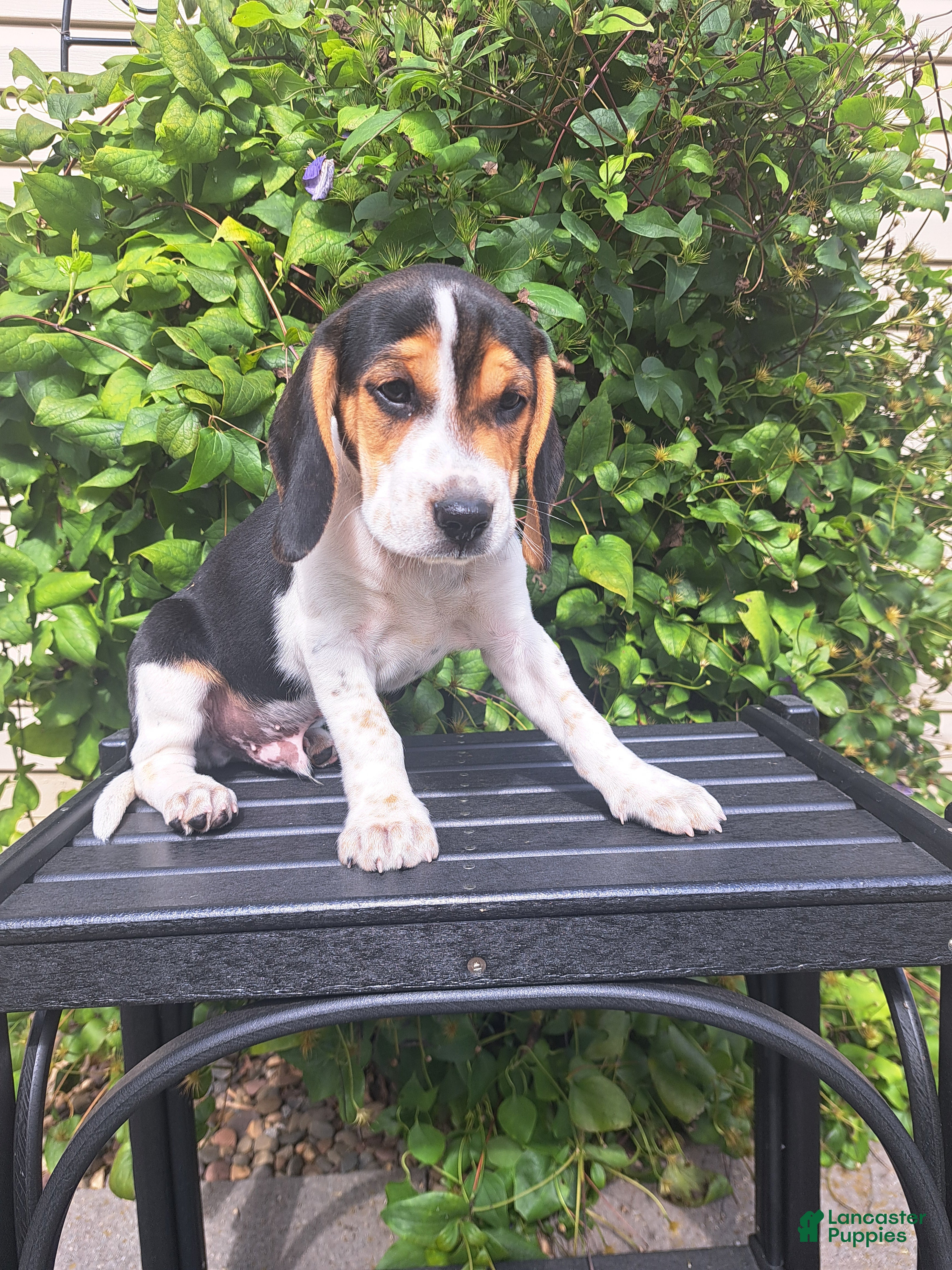 Beagle dogs ARCHIE - Ad 1