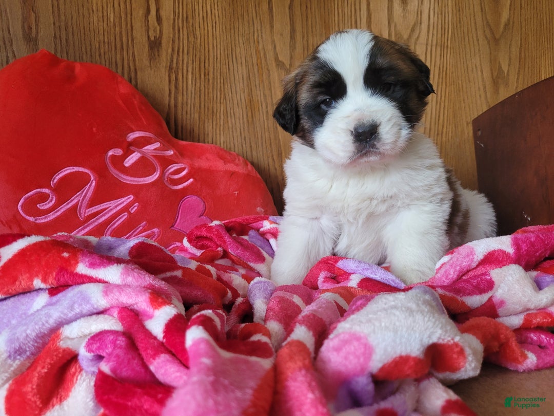 Saint Bernard dogs for sale: Willow - Ad 2