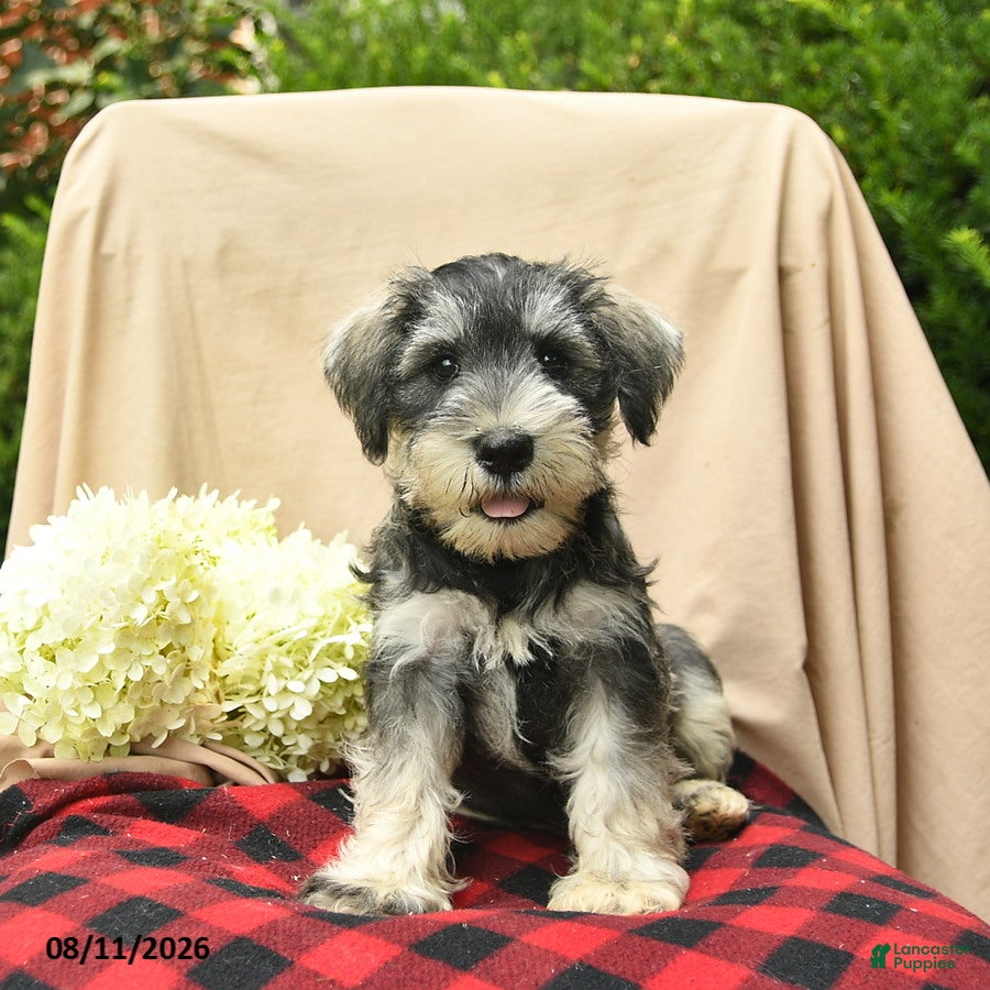 Miniature Schnauzer dogs Leo  - Ad 1