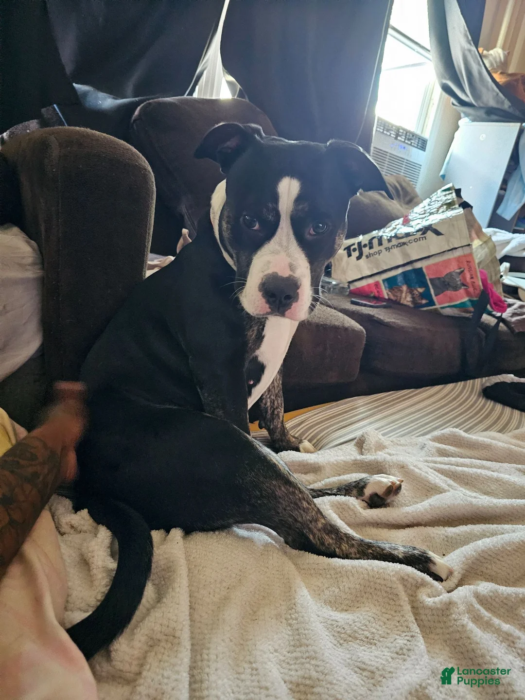 Mixed Breed dogs for sale: Mixed Breed 7 - Ad 2