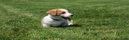 Welsh Corgi Pembroke dogs for sale: Willow  - Ad 6