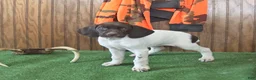 German Shorthaired Pointer dogs for sale: Tassle - Ad 3