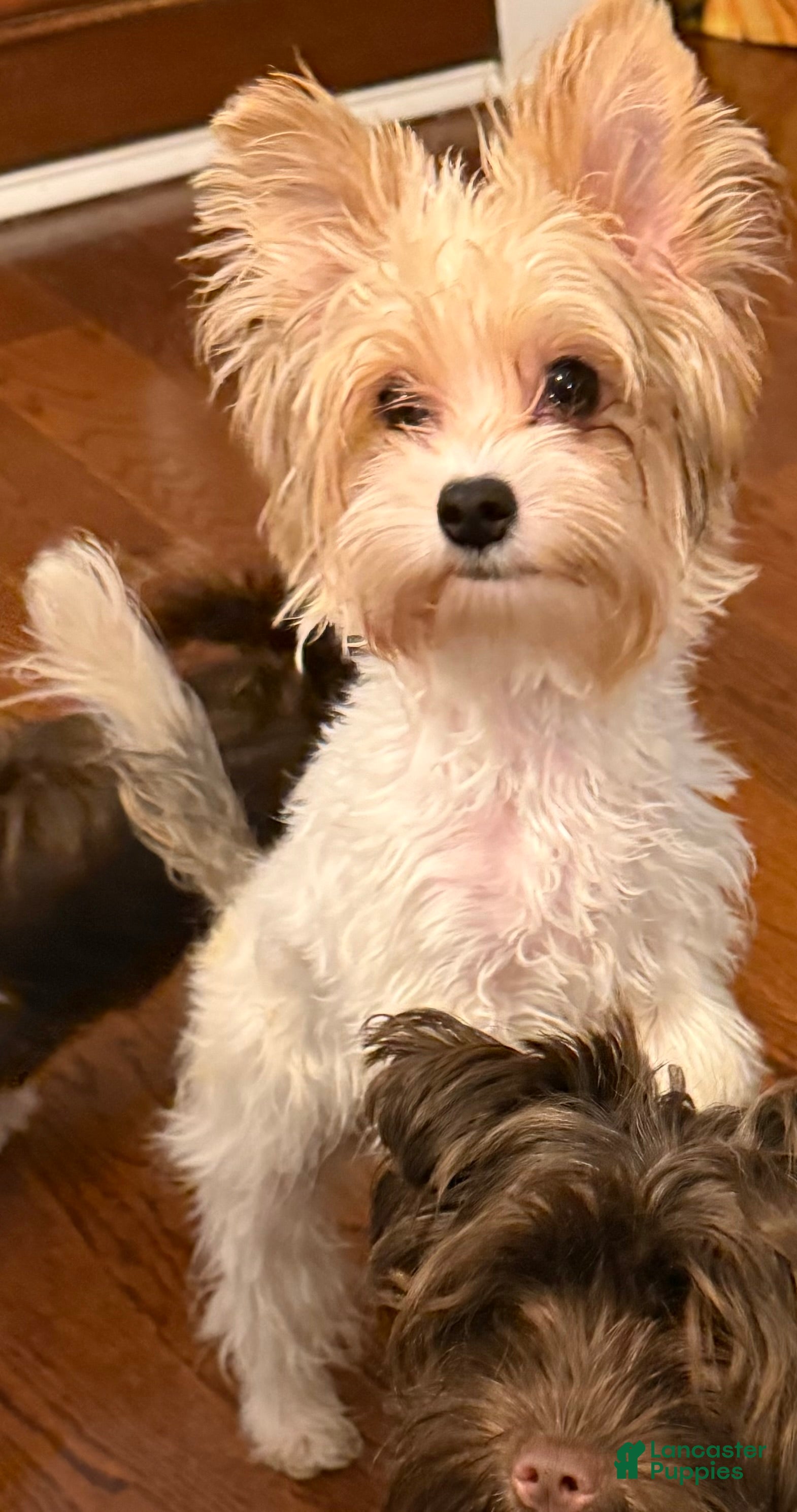 Yorkshire Terrier dogs Blaze - Ad 1