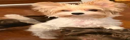 Yorkshire Terrier dogs for sale: Blaze - Ad 1
