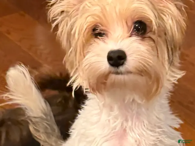 Yorkshire Terrier dogs for sale: Blaze - Ad 1