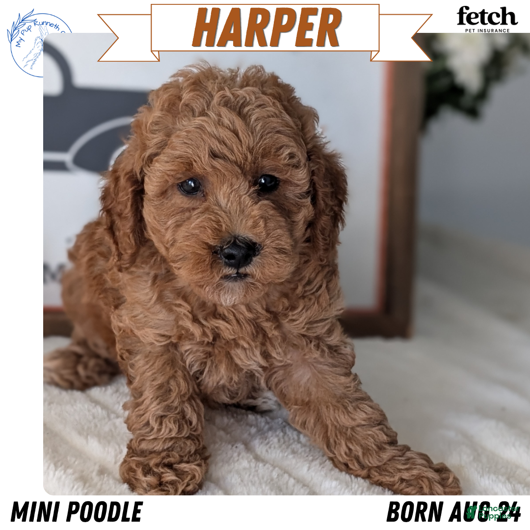 Miniature Poodle dogs Harper - Ad 1