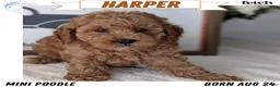 Miniature Poodle dogs for sale: Harper - Ad 1