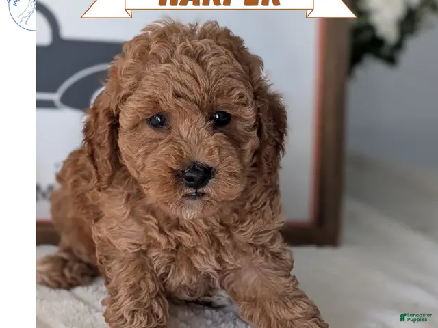 Miniature Poodle dogs Harper - Ad 1