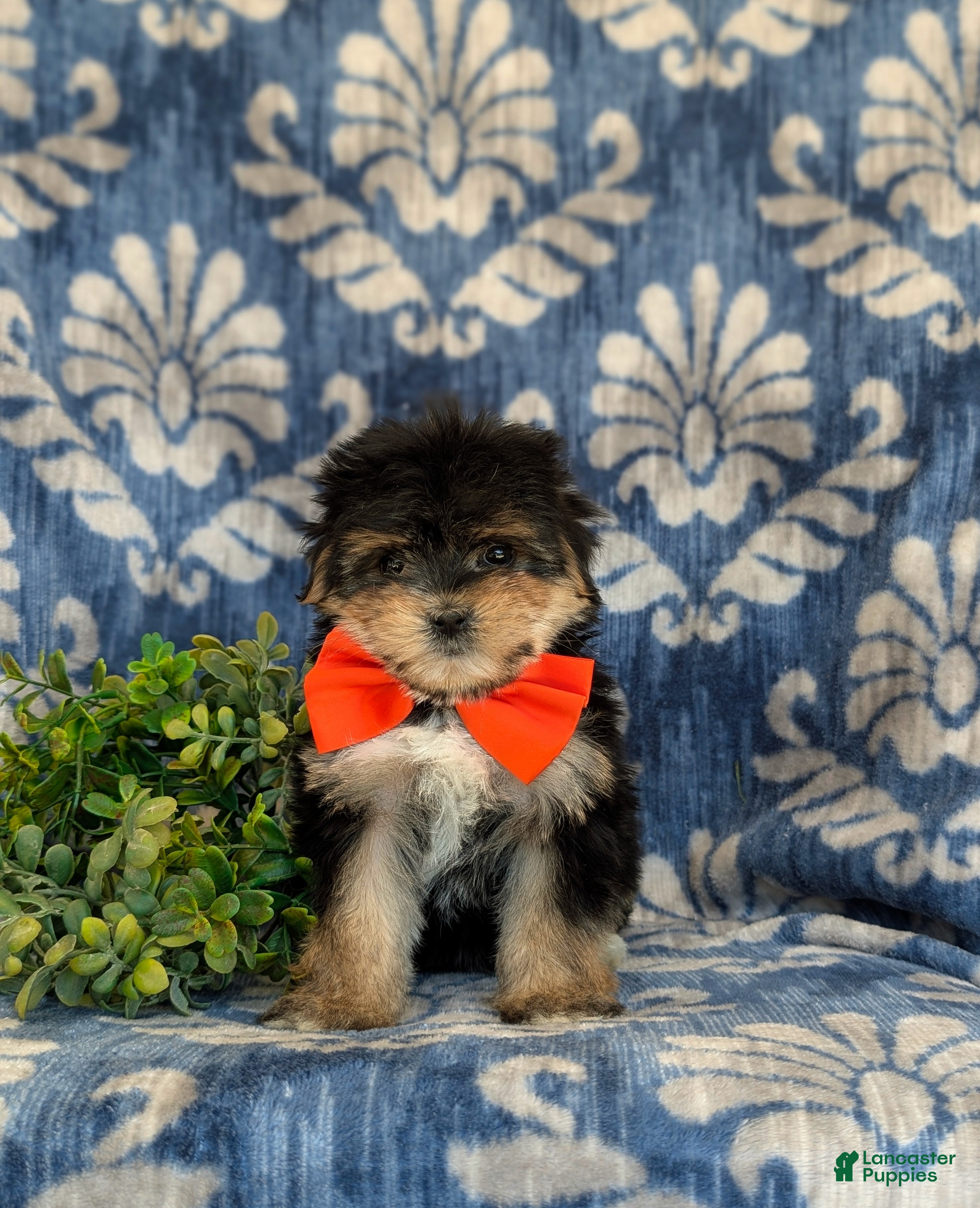 Morkie dogs Rafe 6 lbs Full Grown - Ad 2