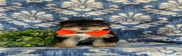 Morkie dogs for sale: Rafe 6 lbs Full Grown - Ad 2
