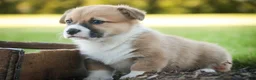 Welsh Corgi Pembroke dogs for sale: Ripley - Ad 5