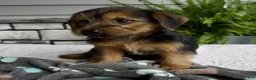 Morkie dogs for sale: Wyatt - Ad 5