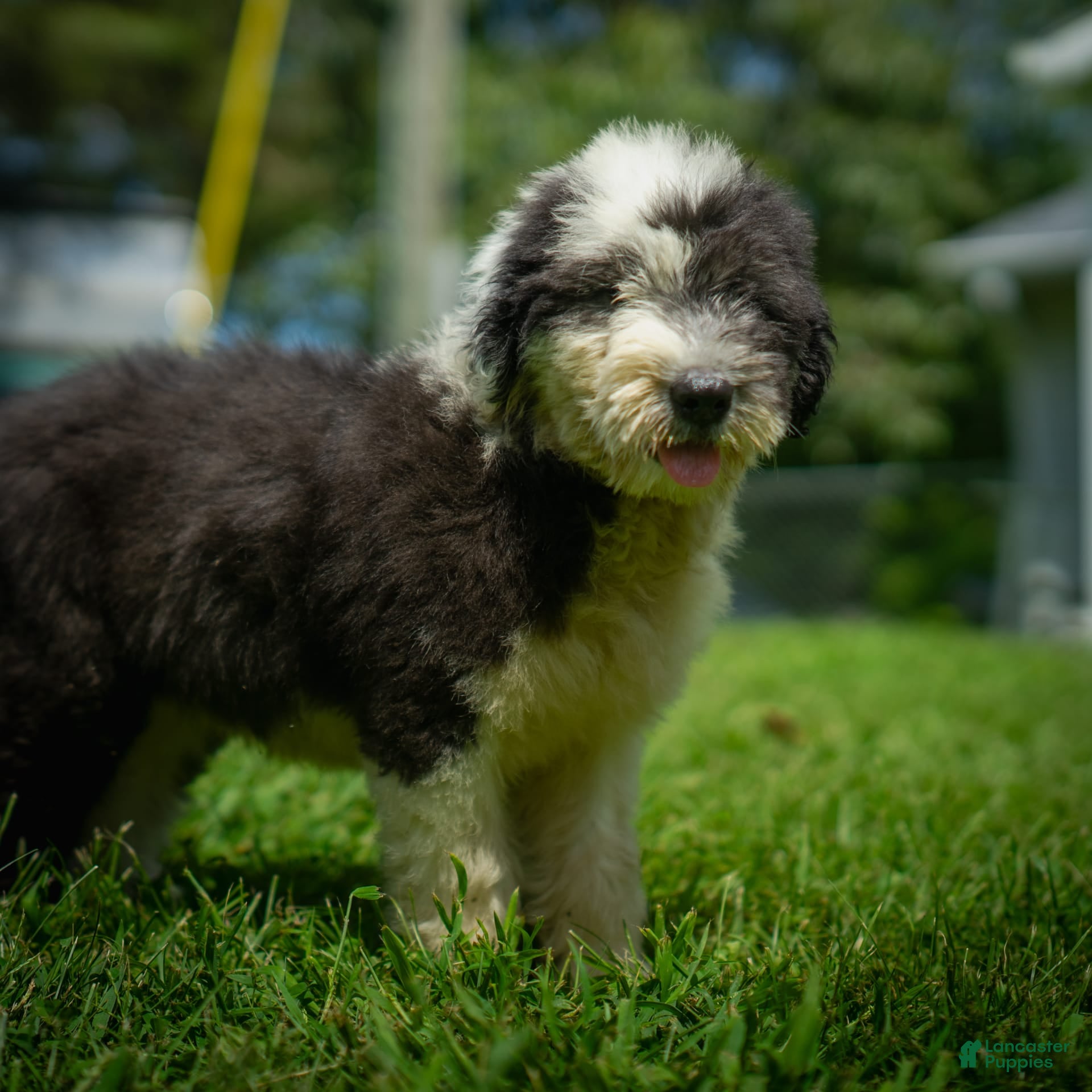 Old English Sheepdog dogs Flurry - Ad 2
