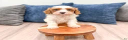 Cavapoo dogs for sale: Murphy - Ad 3