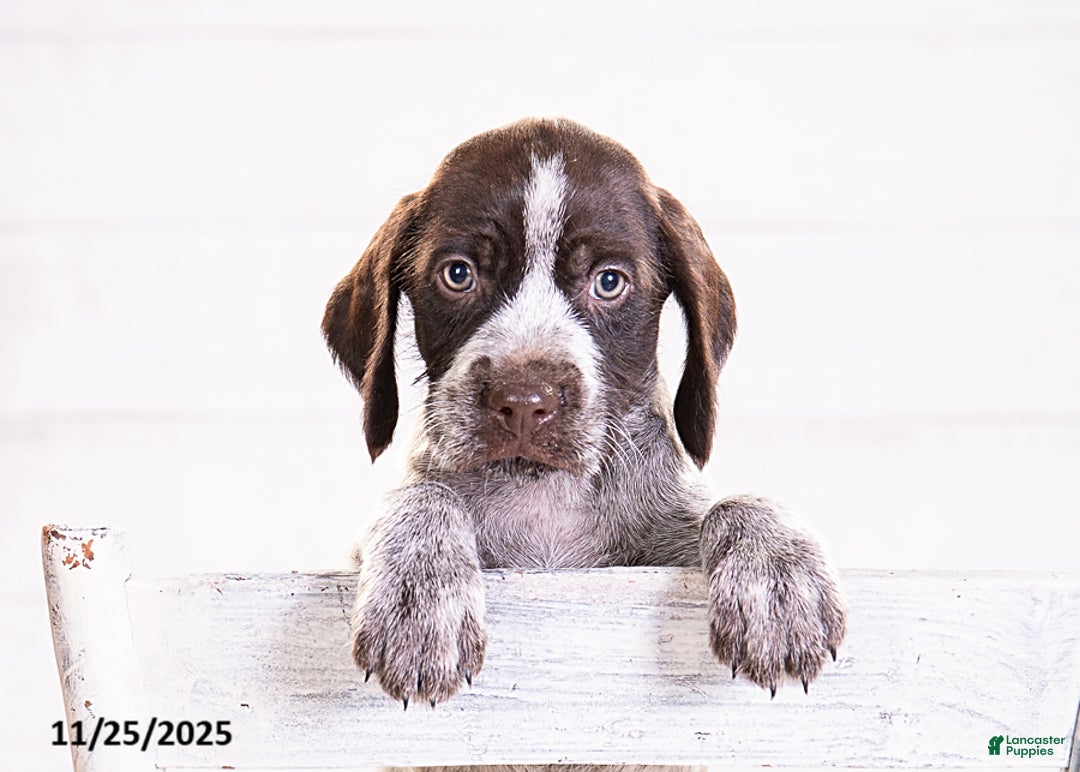 Mixed Breed dogs for sale: Robin - Ad 2