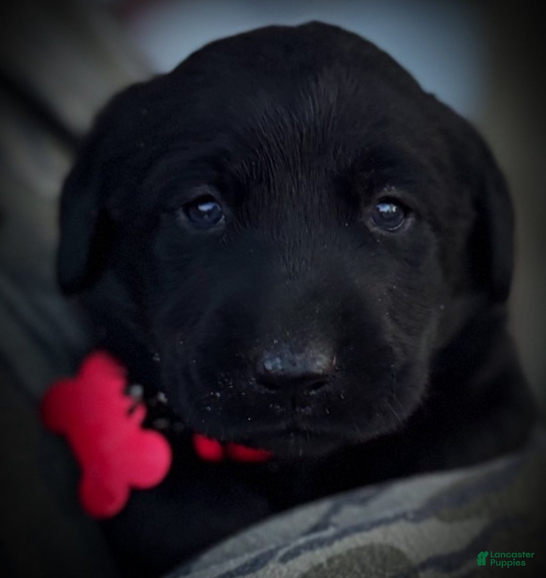 Labrador Retriever dogs for sale:  Puppy 1 - Ad 10