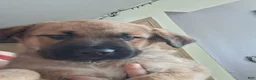 Mixed Breed dogs for sale: Mixed Breed 2 - Ad 3