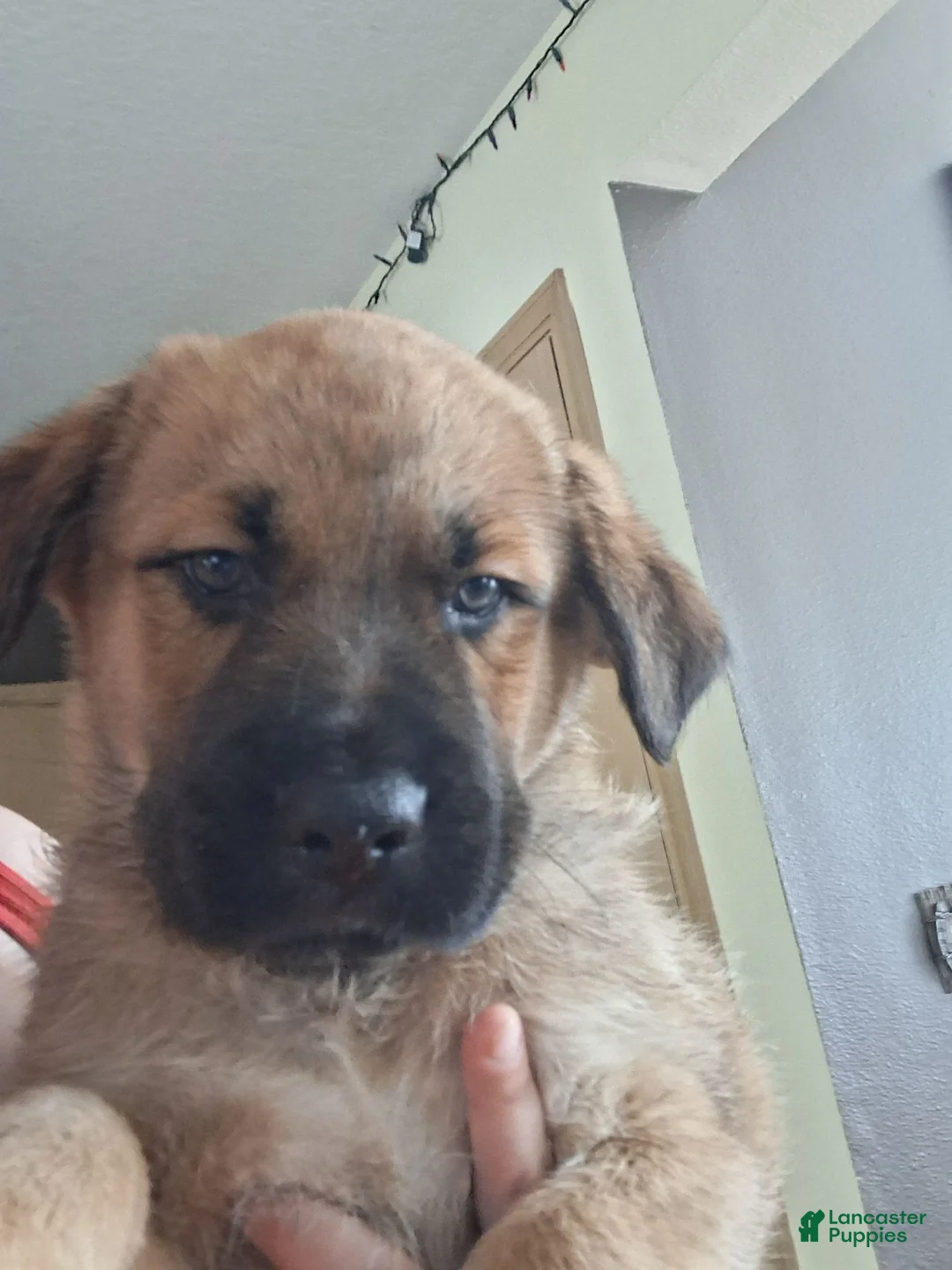 Mixed Breed dogs for sale: Mixed Breed 2 - Ad 3