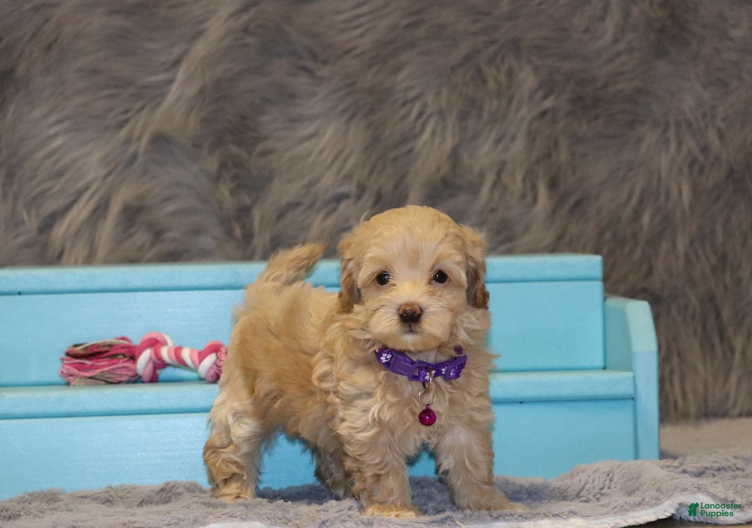 Havapoo dogs for sale: Angie👨‍👨‍👦‍👦💞🐕Miniature - Ad 5