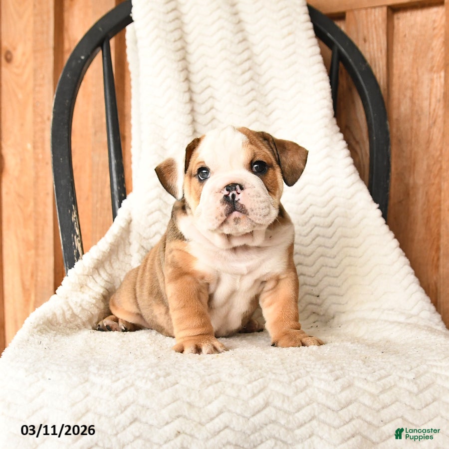 English Bulldog dogs Morton - Ad 1