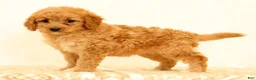 Mini Goldendoodle dogs for sale: Flurry - Ad 6
