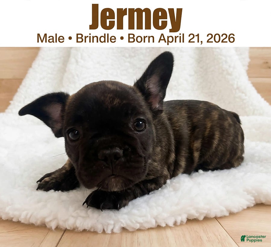 French Bulldog dogs Jeremy - Ad 1