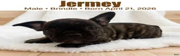 French Bulldog dogs for sale: Jeremy - Ad 1