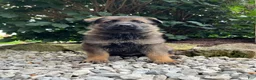 German Shepherd dogs for sale: Flynne - Ad 3