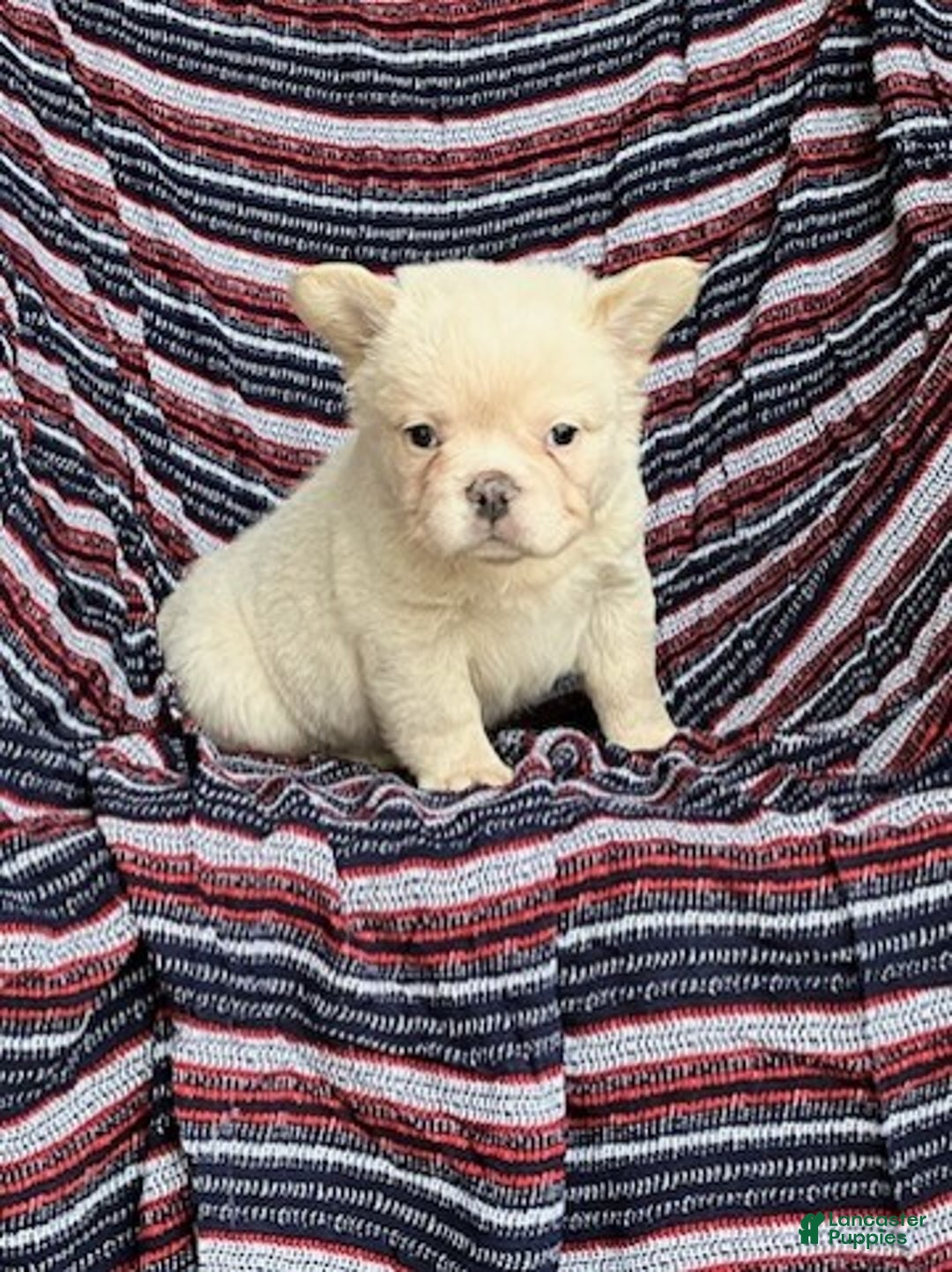French Bulldog dogs for sale: Snowflake - Ad 6