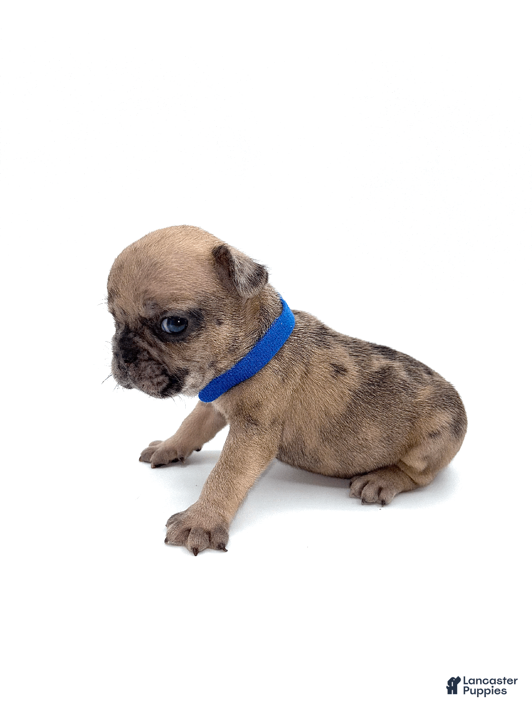French Bulldog dogs for sale: French Bulldog Puppy 3 - Ad 2