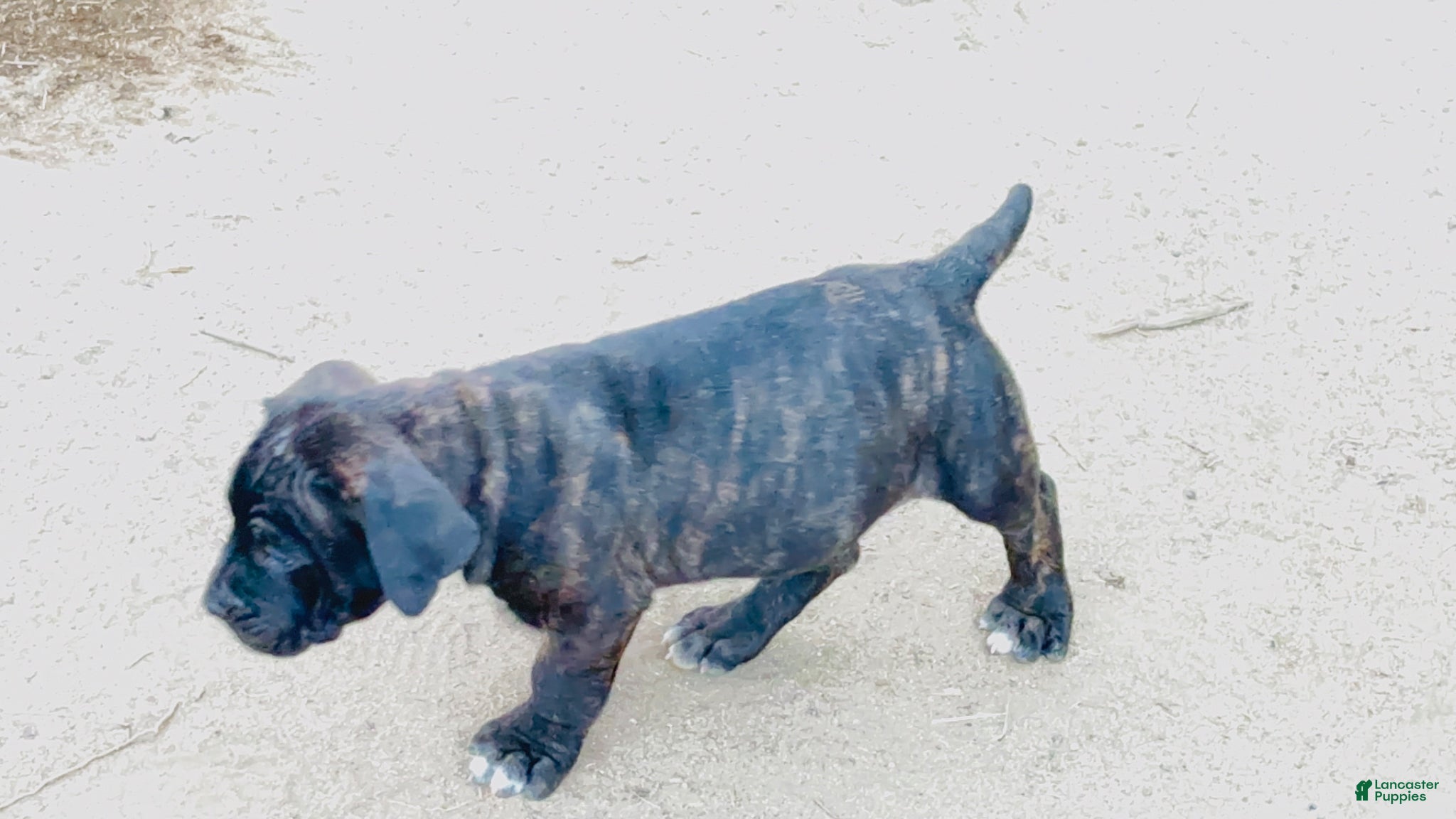 Cane Corso dogs Cane Corso Puppy 1 - Ad 3