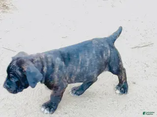 Cane Corso dogs Cane Corso Puppy 1 - Ad 1