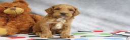 Mini Goldendoodle dogs for sale: Cooper - Ad 3
