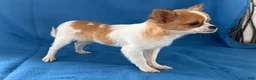 Chihuahua dogs for sale: Sweetpea - Ad 4