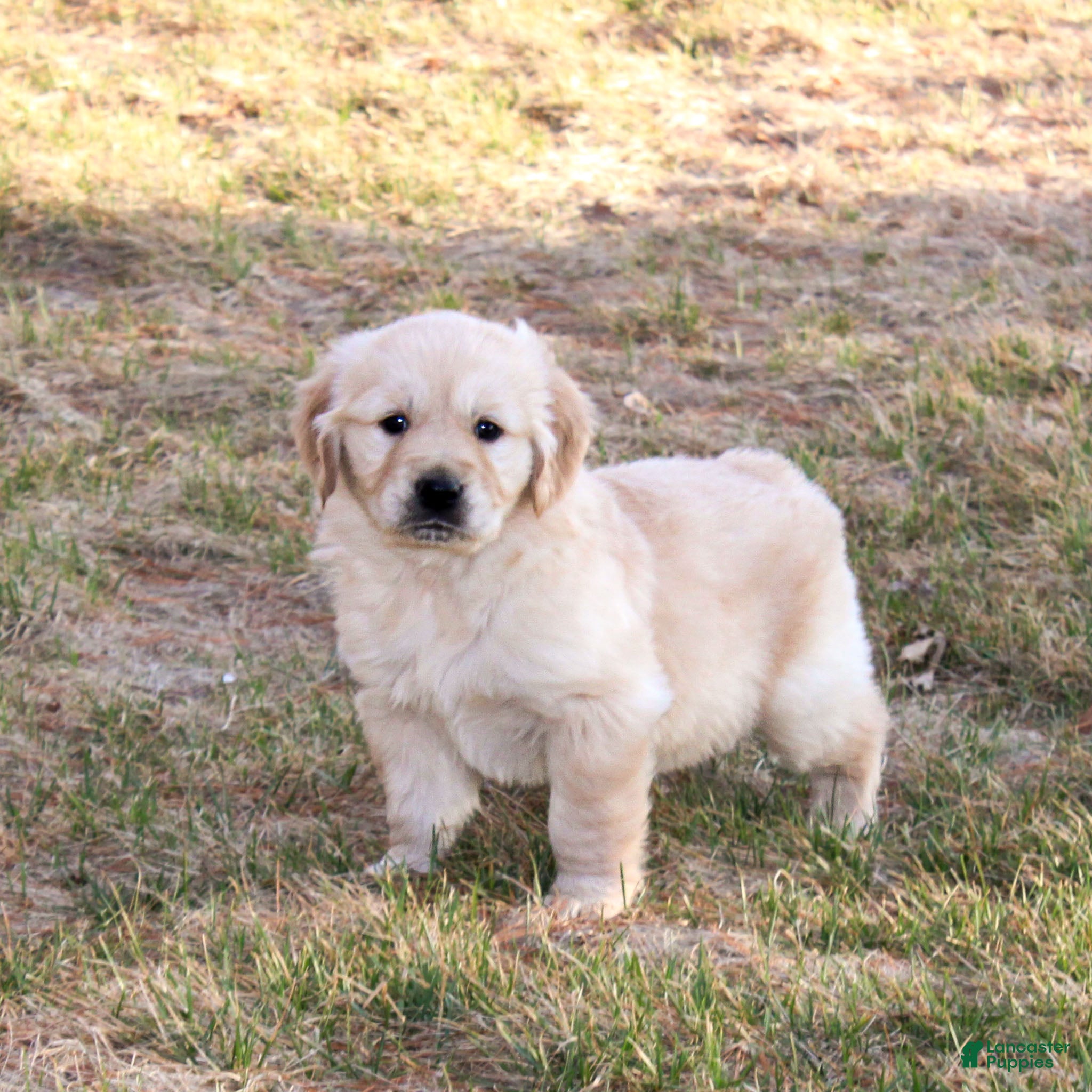 Golden Retriever dogs Nolan the TRAINED Golden Retriever Puppy  - Ad 1