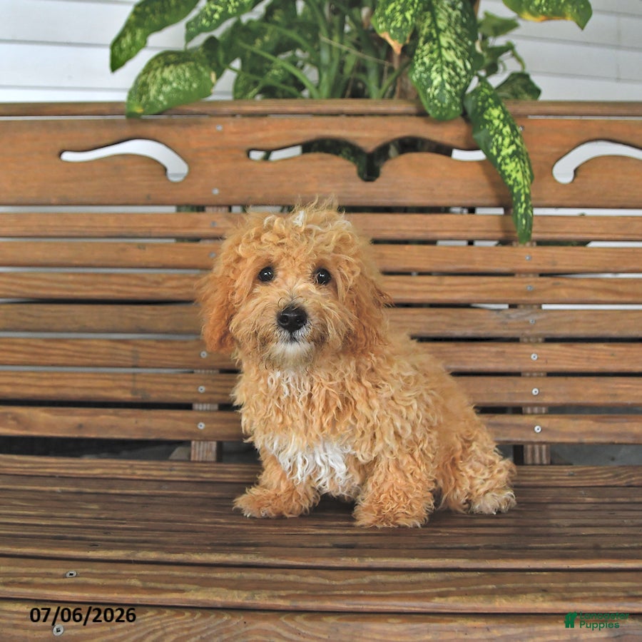 Mixed Breed dogs Chase - Ad 1