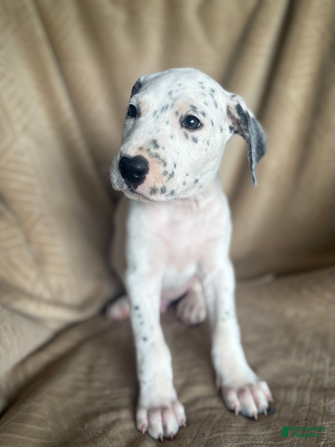 Mixed Breed dogs for sale: Samuel - Ad 8