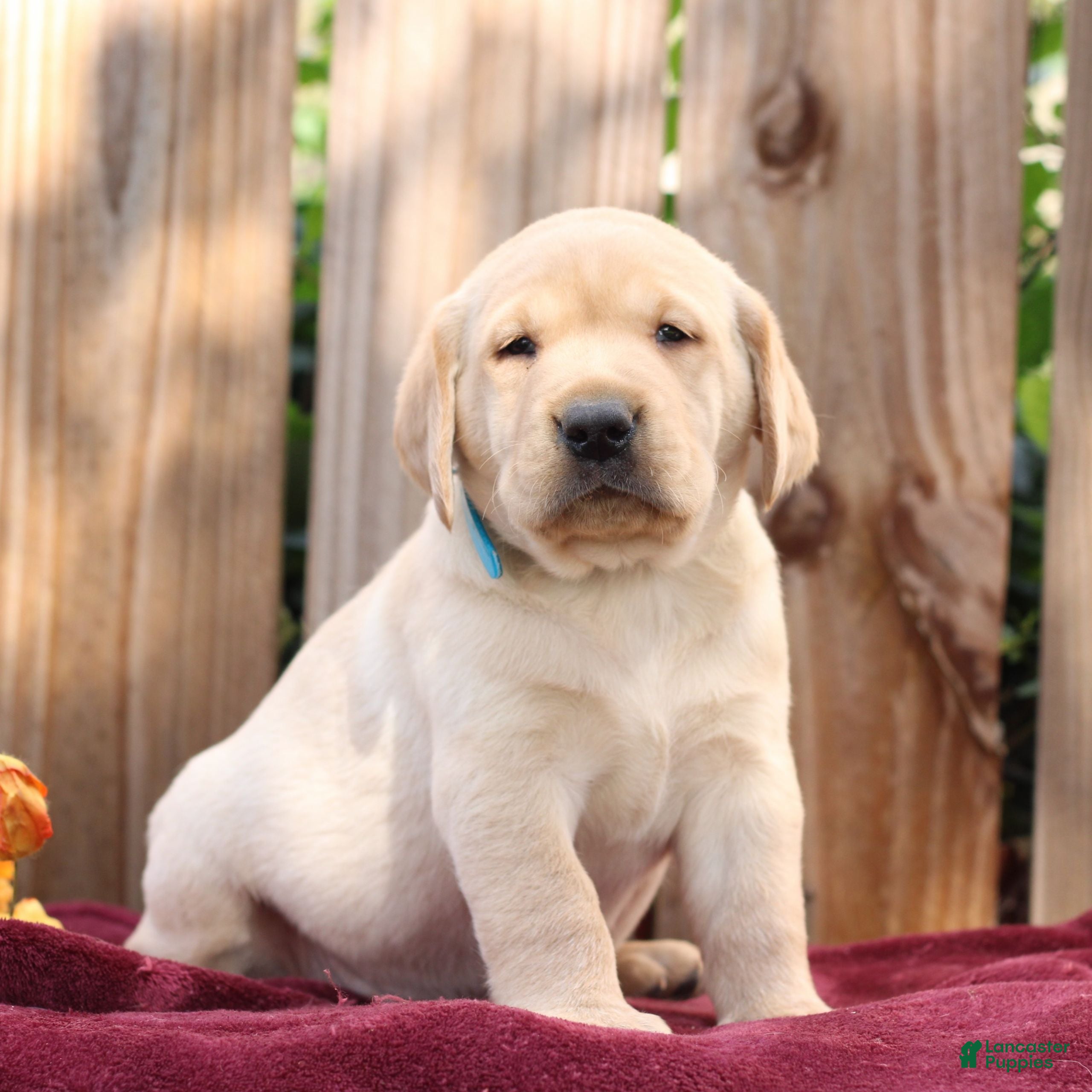 Labrador Retriever dogs for sale: Rusty  - Ad 2