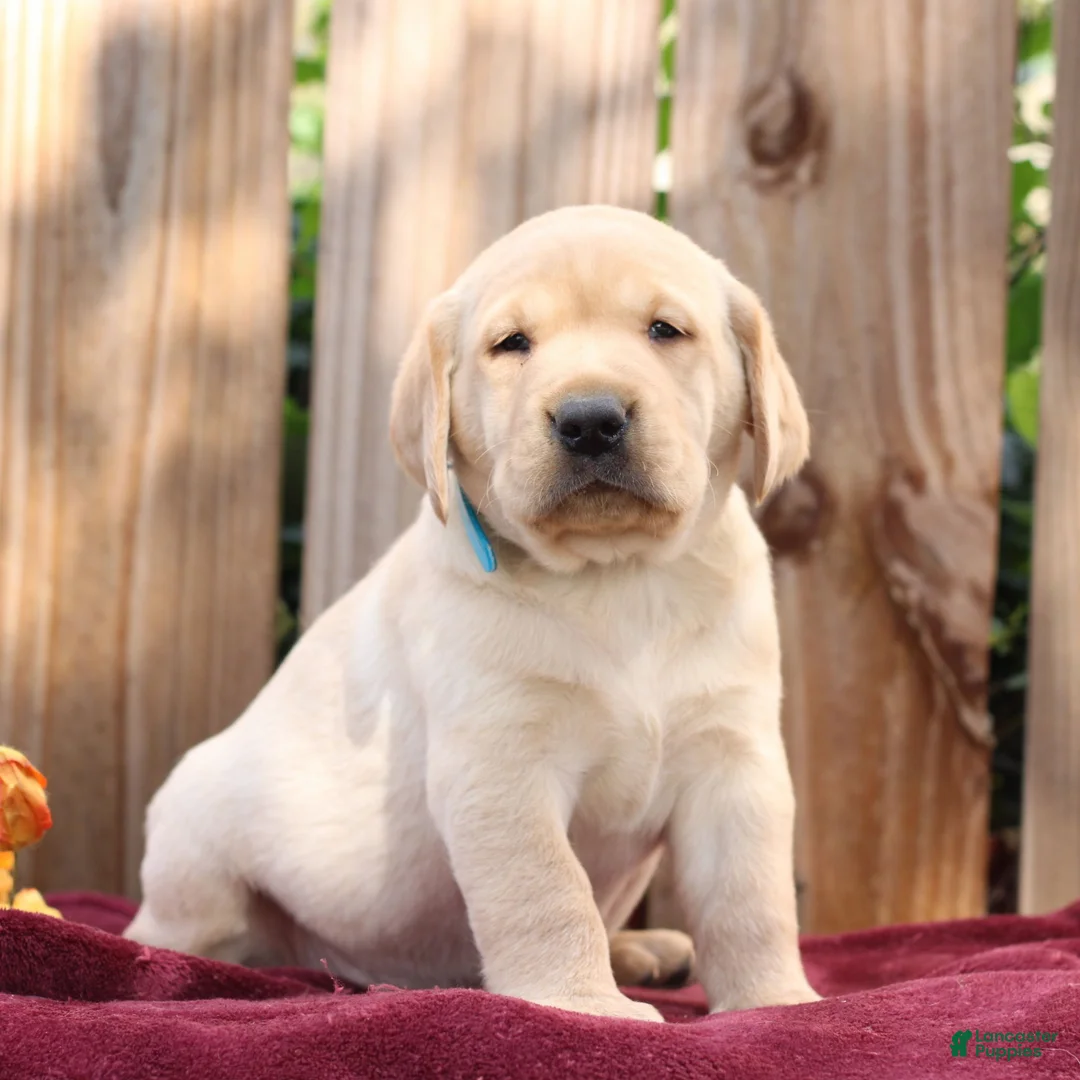 Labrador Retriever dogs for sale: Rusty  - Ad 1