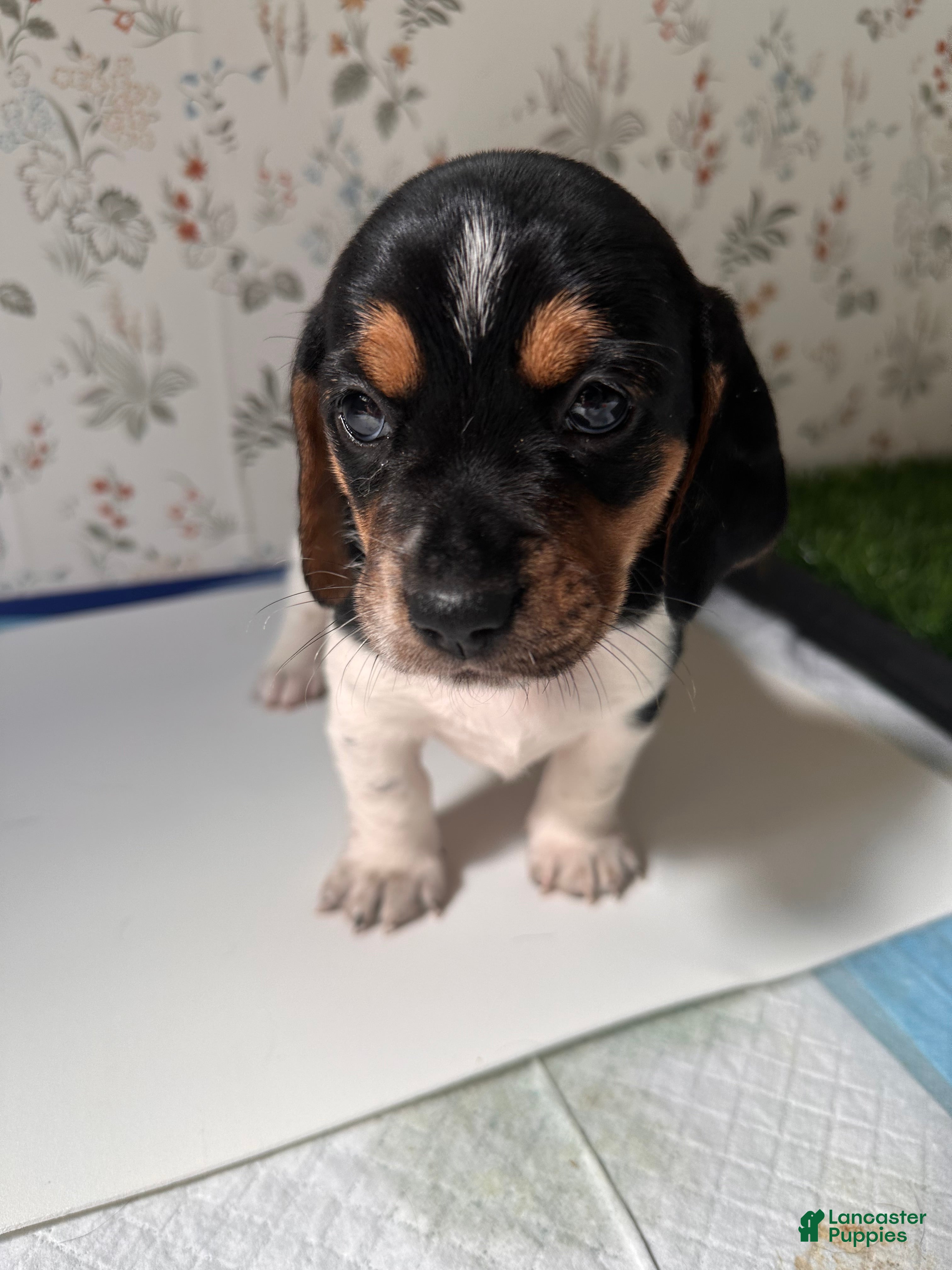 Mixed Breed dogs Orca - Ad 11