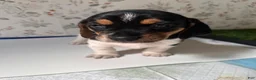 Mixed Breed dogs for sale: Orca - Ad 1