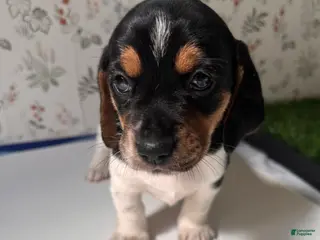 Mixed Breed dogs Orca - Ad 19