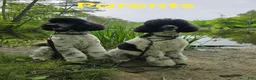 Standard Poodle dogs for sale: Oriel - Ad 5