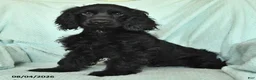 English Cocker Spaniel dogs for sale: Blacky - Ad 3