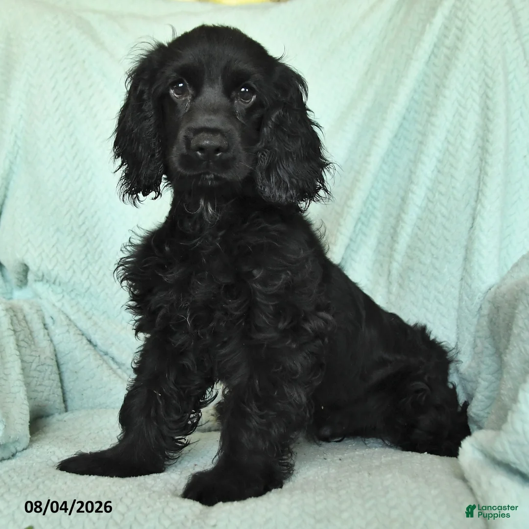 English Cocker Spaniel dogs for sale: Blacky - Ad 3