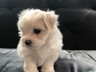 Maltese dogs Max - Ad 36