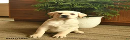Labrador Retriever dogs for sale: Grant  - Ad 3