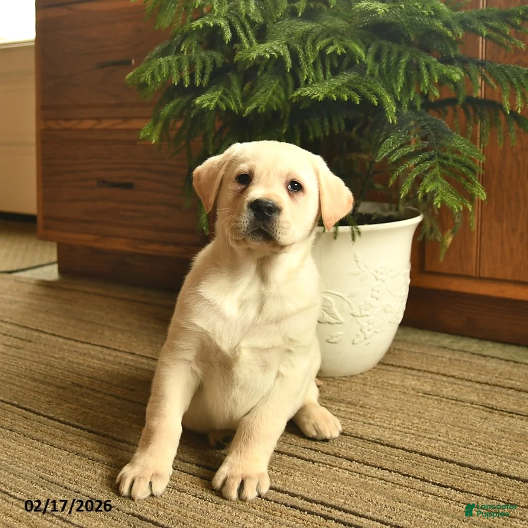 Labrador Retriever dogs for sale: Grant  - Ad 3