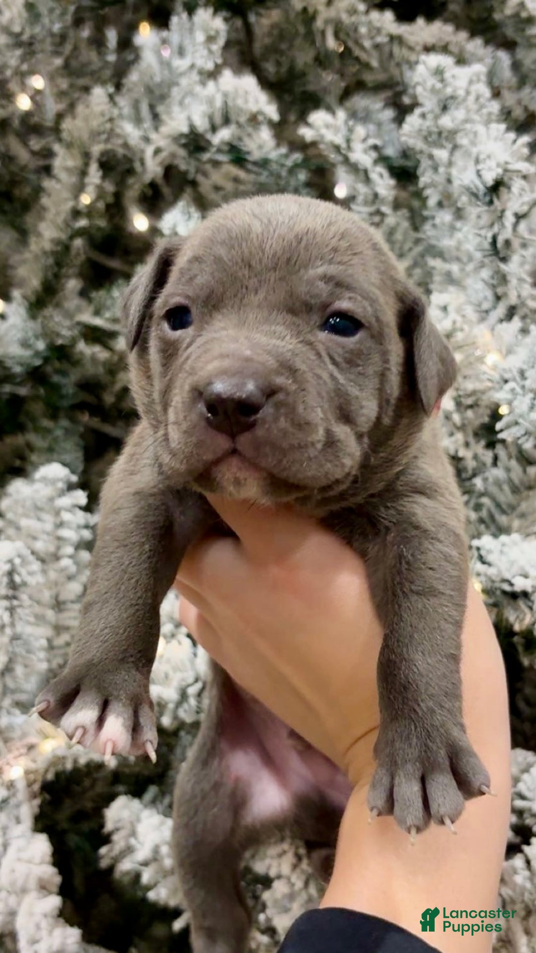 Mixed Breed dogs for sale: Thumper - Ad 2